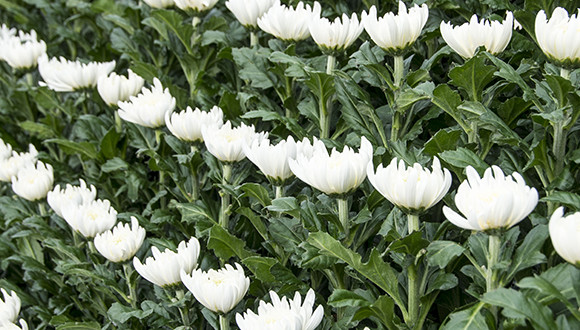 終幕を花で飾る