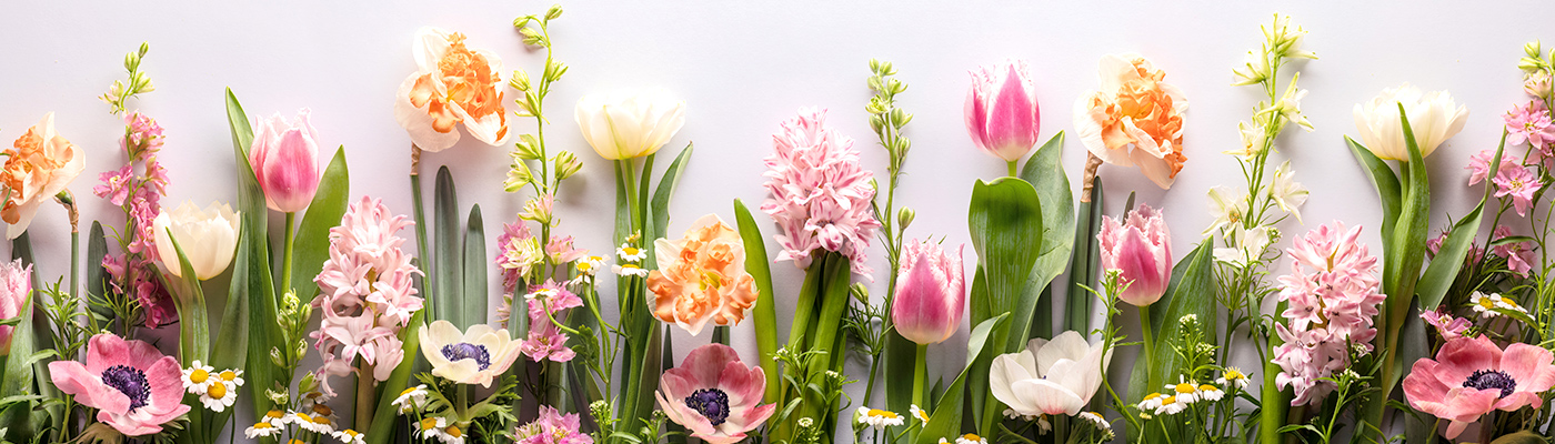 人間の心を癒すといわれる花が、 家庭や町に溢れる社会づくりに貢献したい