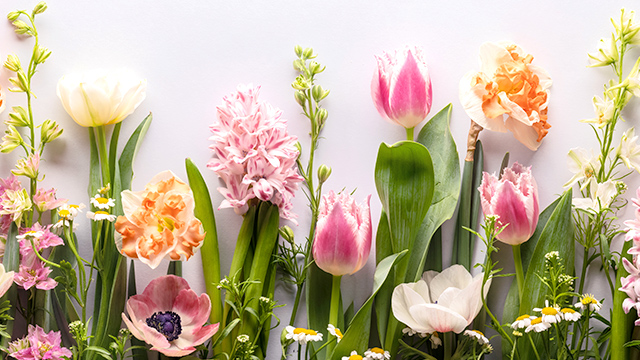 人間の心を癒すといわれる花が、 家庭や町に溢れる社会づくりに貢献したい