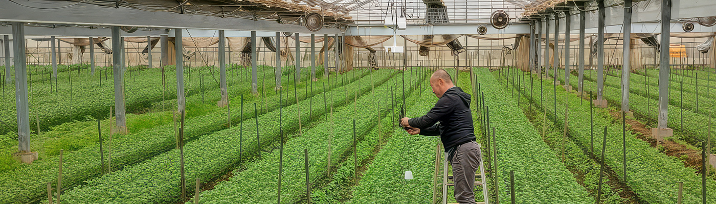 人間の心を癒すといわれる花が、 家庭や町に溢れる社会づくりに貢献したい