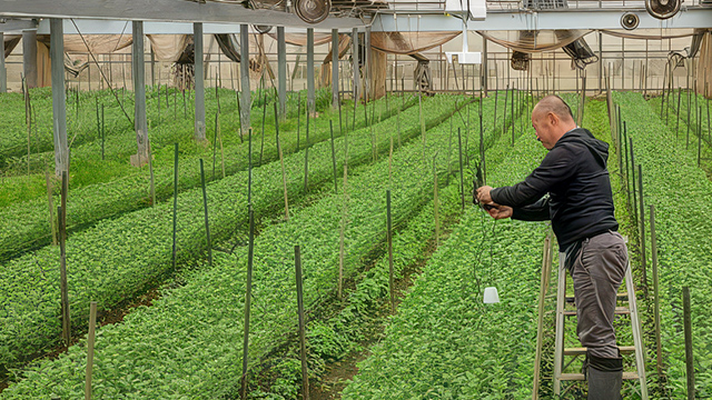 人間の心を癒すといわれる花が、 家庭や町に溢れる社会づくりに貢献したい