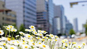 花で社会を豊かにします